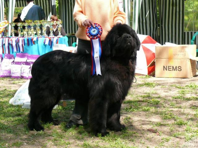 Фото: ньюфаундленд Князь Додон с Берега Дона (Knyaz Dodon s Berega Dona)