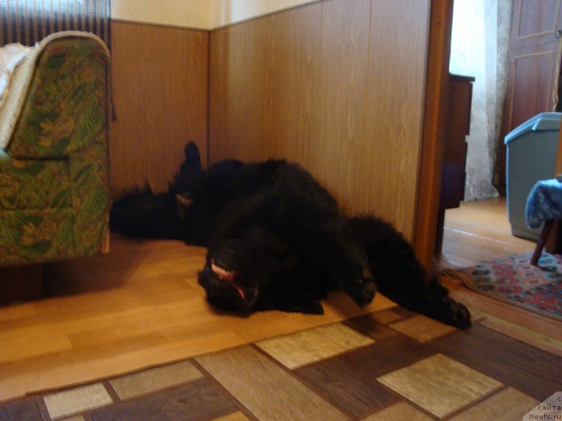 Фото: ньюфаундленд Питерньюф Нота Бене (Piternyuf Nota Bene)