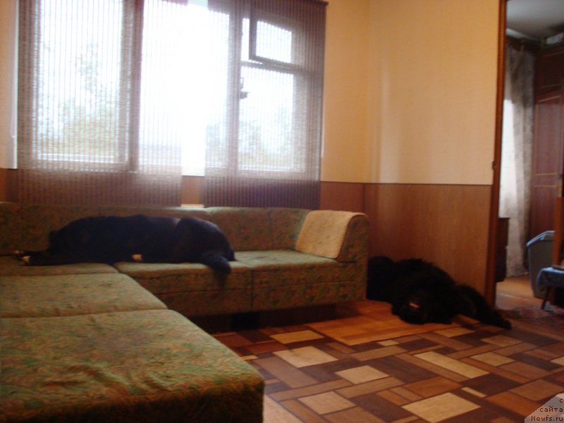 Фото: ньюфаундленд Питерньюф Нота Бене (Piternyuf Nota Bene), Пират