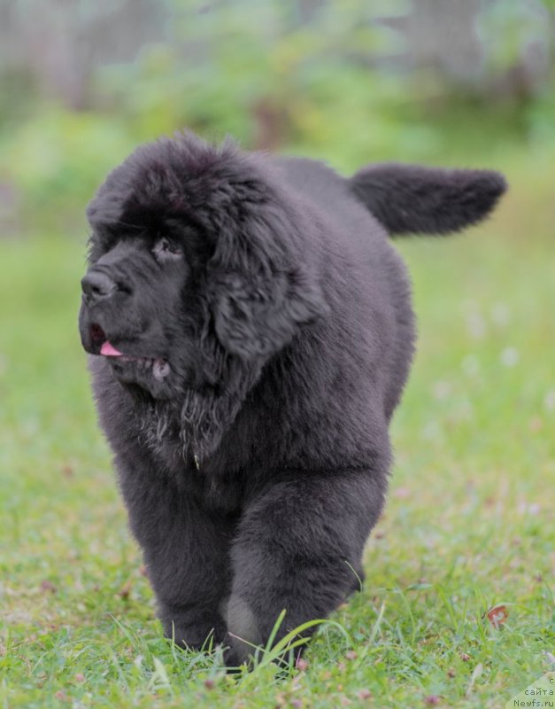Фото: ньюфаундленд Смигар Ливерпульский Четвертак (Smigar Liverpulsiy Chetvertak), ньюфаундленд Смигар Ливерпульский Четвертак (Smigar Liverpulsiy Chetvertak)