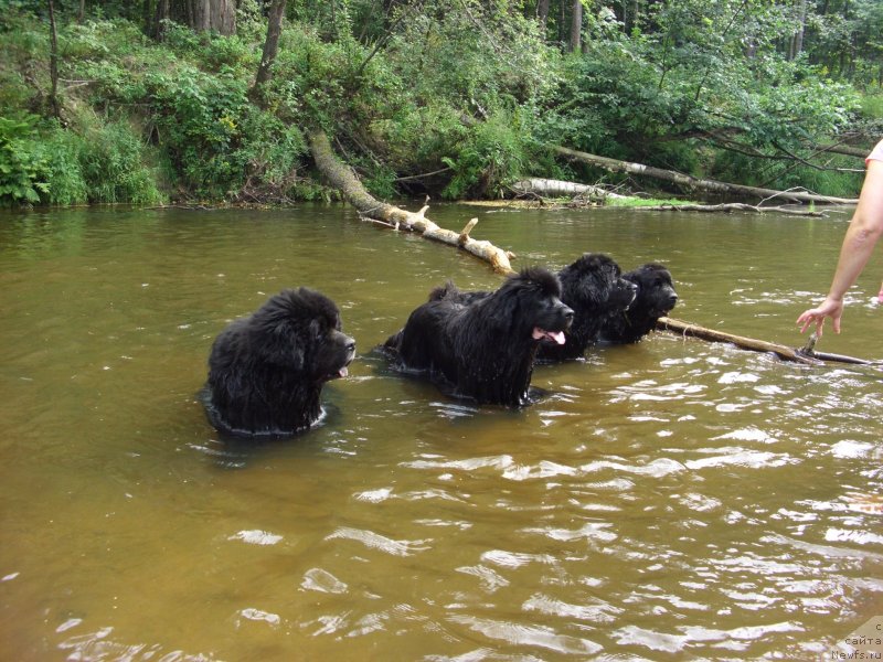 Фото: ньюфаундленд Акин Соул София, ньюфаундленд Лесная Сказка Лунная Соната, ньюфаундленд Барышня