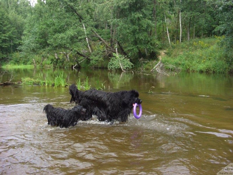 Фото: ньюфаундленд Барышня