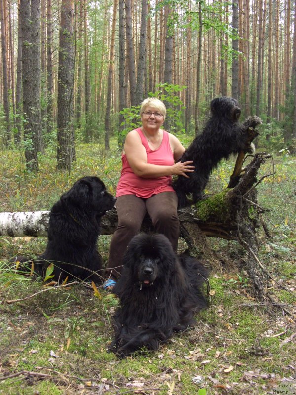 Фото: ньюфаундленд Барышня, ньюфаундленд Лесная Сказка Лунная Соната, Татьяна Прусова