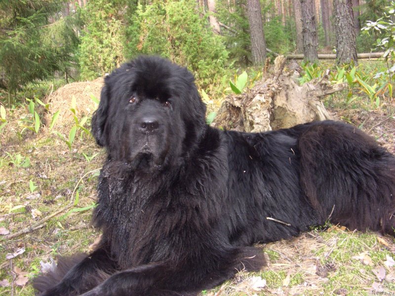 Фото: ньюфаундленд Акин Соул София