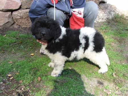 Фото: ньюфаундленд Плюшевая Панда Дэбра (Plushevaya Panda Debra)