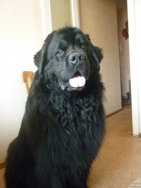 Фото: ньюфаундленд Екселент Стил  из Медвежьего Яра