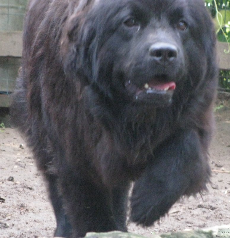 Фото: ньюфаундленд Старбимовлав Самая Красивая София