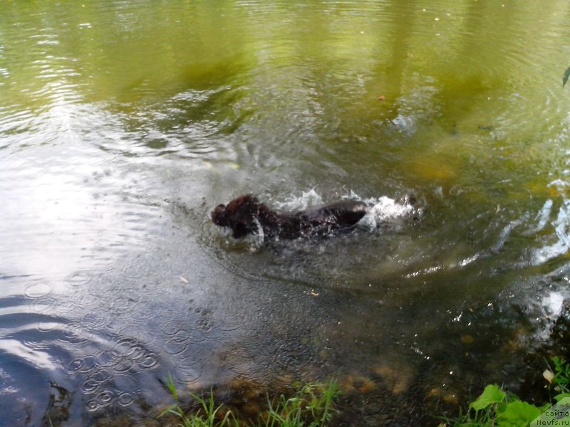 Фото: ньюфаундленд Акватория Келвин Хизер Хани (Aquatoriya Kelvin Heather Honey)