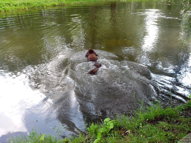 Фото: ньюфаундленд Акватория Келвин Хизер Хани (Aquatoriya Kelvin Heather Honey)