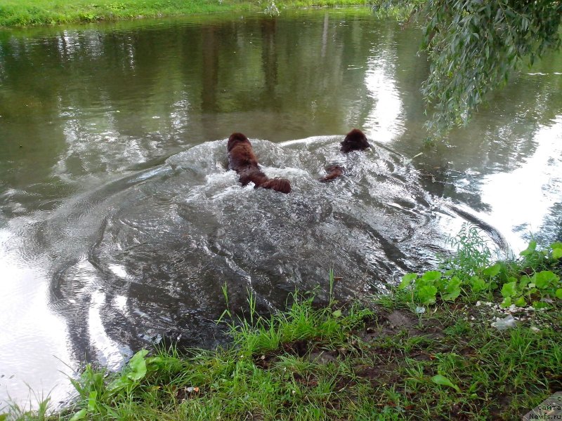 Фото: ньюфаундленд Акватория Келвин Хизер Хани (Aquatoriya Kelvin Heather Honey), ньюфаундленд Фанньюф Аурика Абиссиния
