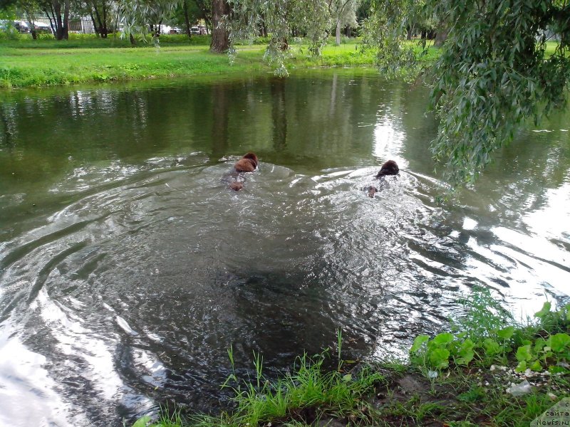 Фото: ньюфаундленд Акватория Келвин Хизер Хани (Aquatoriya Kelvin Heather Honey), ньюфаундленд Фанньюф Аурика Абиссиния