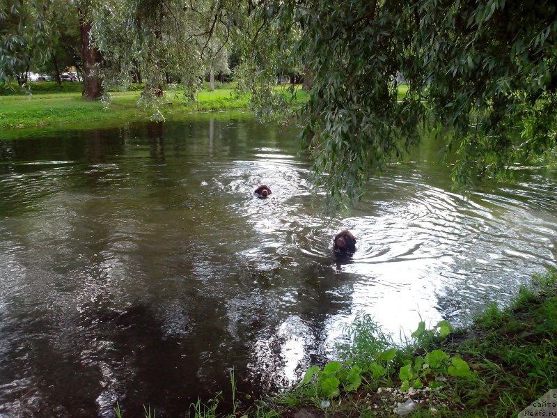 Фото: ньюфаундленд Акватория Келвин Хизер Хани (Aquatoriya Kelvin Heather Honey), ньюфаундленд Фанньюф Аурика Абиссиния