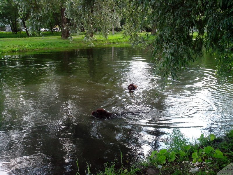 Фото: ньюфаундленд Акватория Келвин Хизер Хани (Aquatoriya Kelvin Heather Honey), ньюфаундленд Фанньюф Аурика Абиссиния