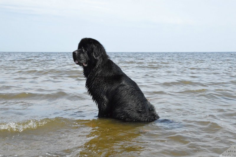 Фото: ньюфаундленд Акватория Келвин Кадриль (Aquatoriya Kelvin Kadril)