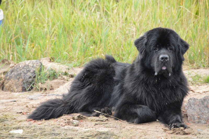 Фото: ньюфаундленд Акватория Келвин Кадриль (Aquatoriya Kelvin Kadril)