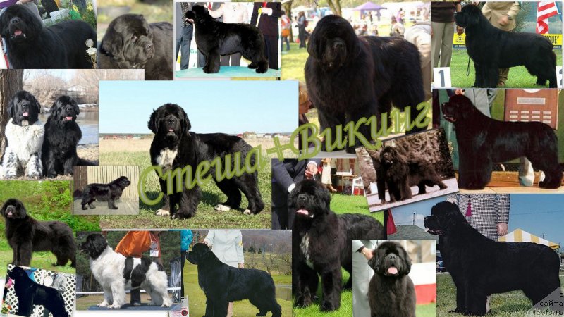 Фото: ньюфаундленд Икона Стиля