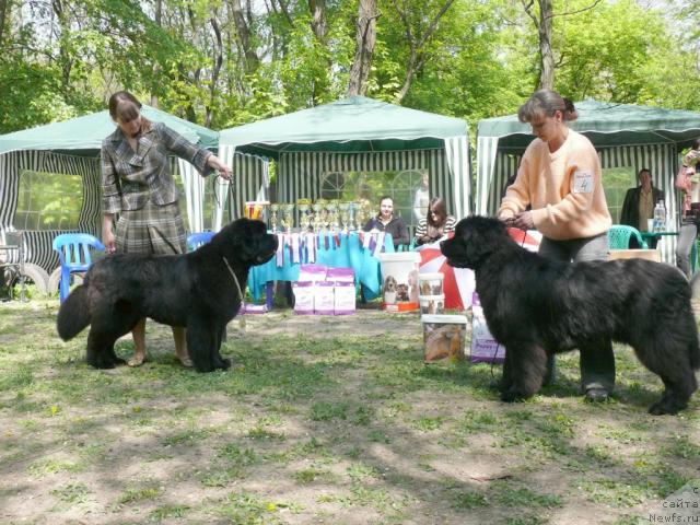 Фото: ньюфаундленд Лунная Соната из Племени Кедра, ньюфаундленд Князь Додон с Берега Дона (Knyaz Dodon s Berega Dona)