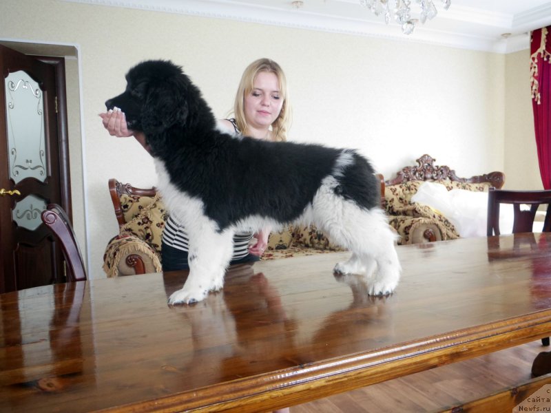 Фото: ньюфаундленд Аквиан Сонг Касатка, ньюфаундленд Аквиан Сонг Касатка