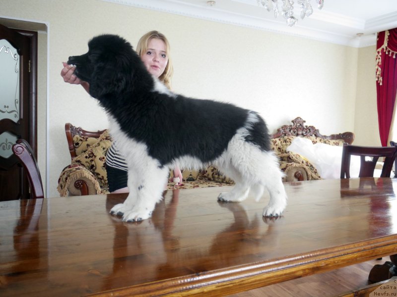 Фото: ньюфаундленд Аквиан Сонг Касатка, ньюфаундленд Аквиан Сонг Касатка