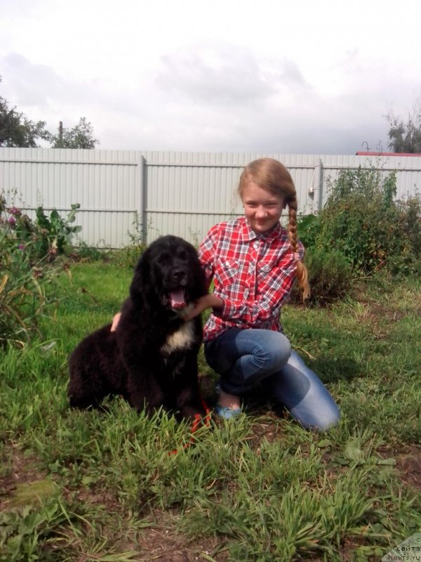 Фото: ньюфаундленд Сент Джонс Евразия