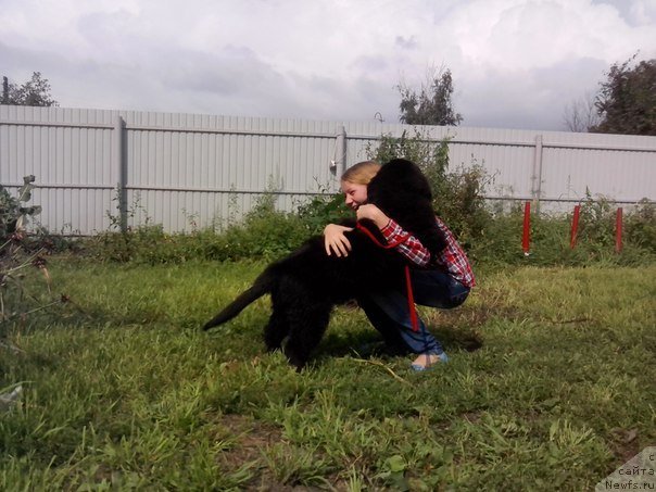 Фото: ньюфаундленд Сент Джонс Евразия