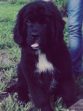 Фото: ньюфаундленд Сент Джонс Евразия