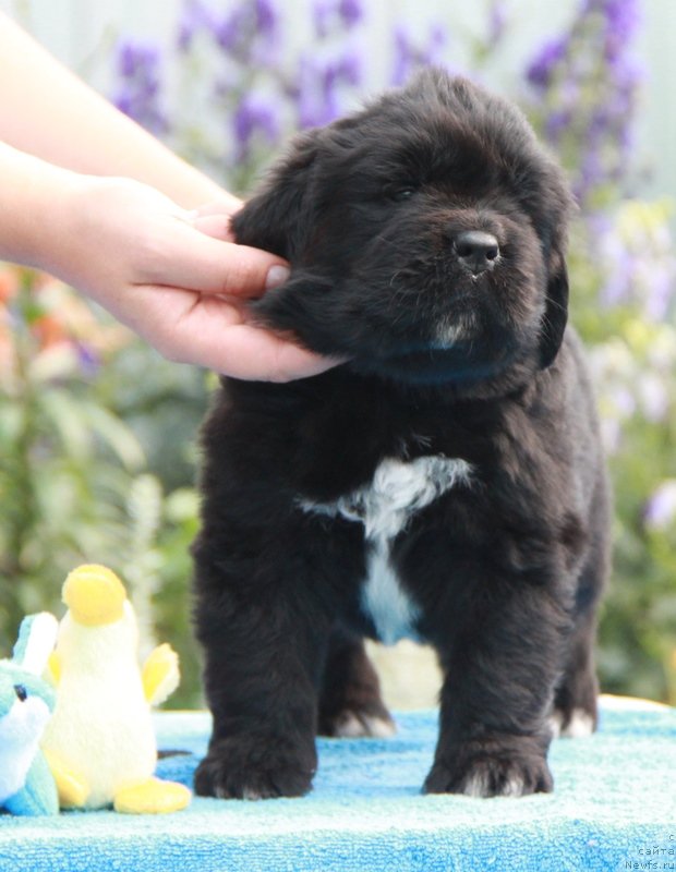 Фото: ньюфаундленд Аквиан Сонг Лаватера (Akvian Song Lavatera)