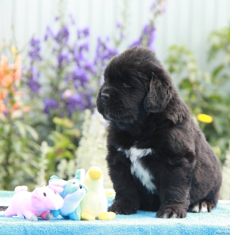 Фото: ньюфаундленд Аквиан Сонг Лаватера (Akvian Song Lavatera)