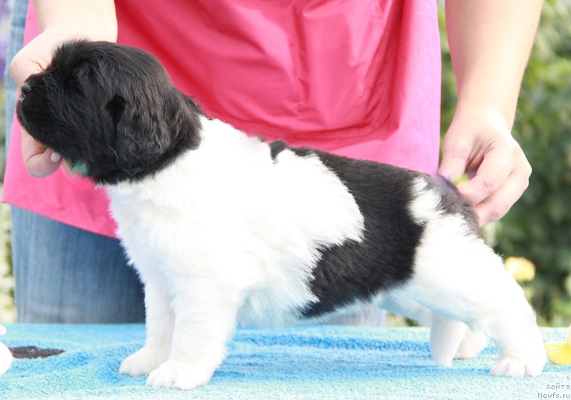 Фото: ньюфаундленд Аквиан Сонг Монтана