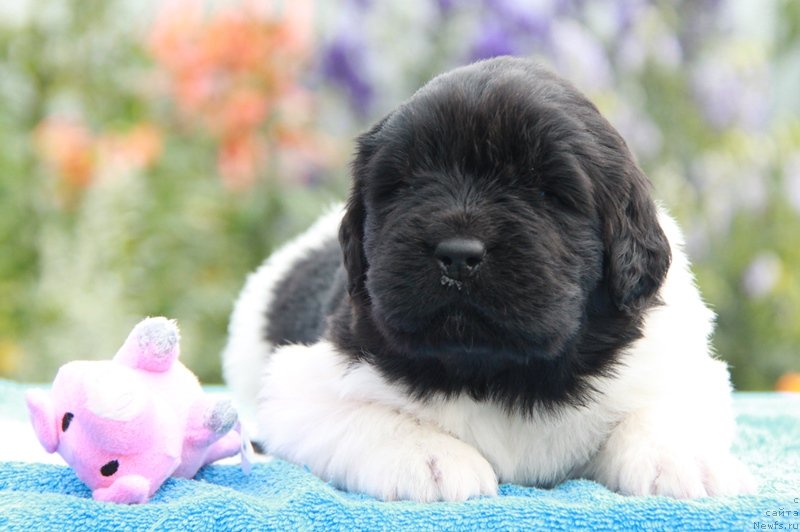 Фото: ньюфаундленд Аквиан Сонг Монтана