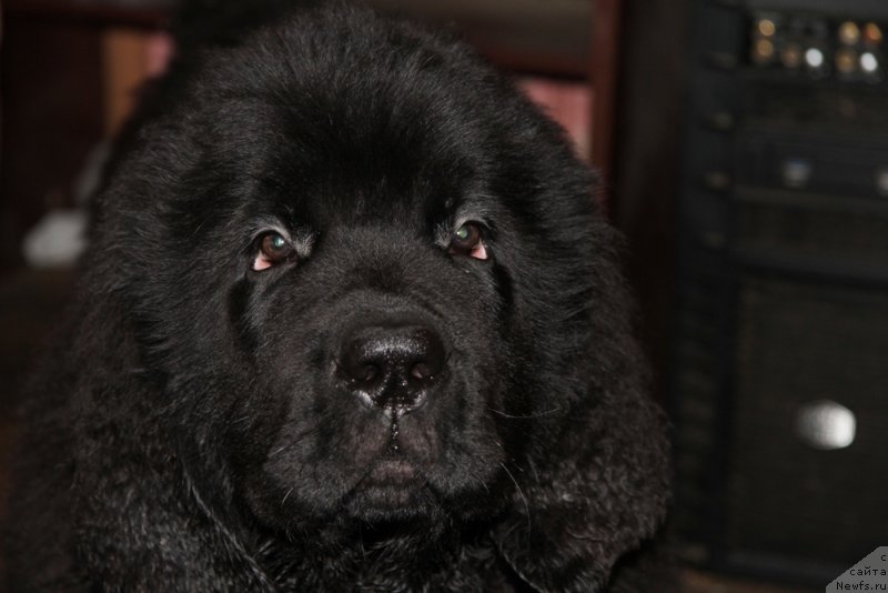 Фотография № 132555