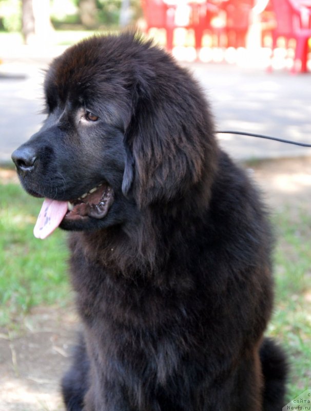 Фотография № 132559