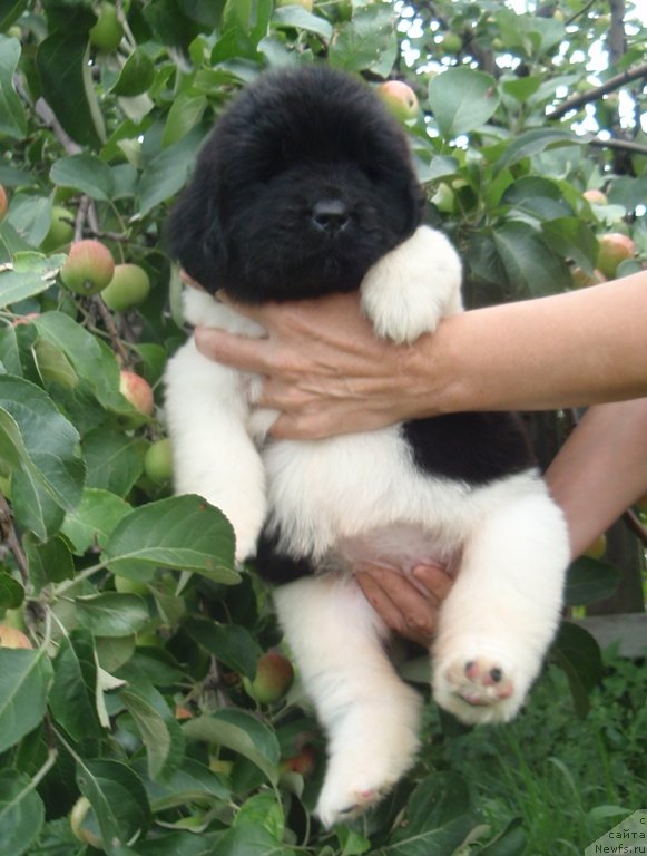 Фото: девочка, ньюфаундленд Ньюфорт Магия Любви