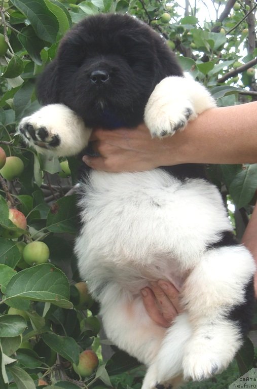 Фото: дочь, ньюфаундленд Ньюфорт Магия Любви