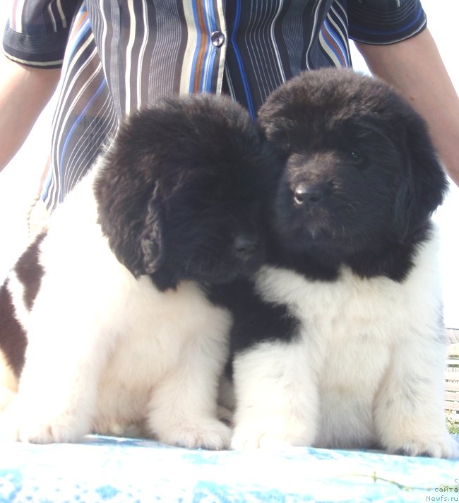 Фото: дети, ньюфаундленд Ньюфорт Магия Любви, ньюфаундленд Супер Премиум Зиппи Сенсейшен