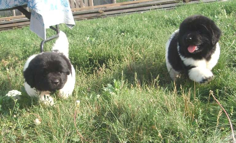 Фото: дети, ньюфаундленд Ньюфорт Магия Любви