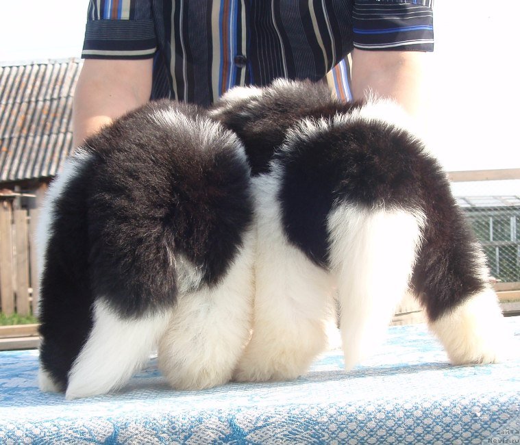 Фото: дети, ньюфаундленд Ньюфорт Магия Любви