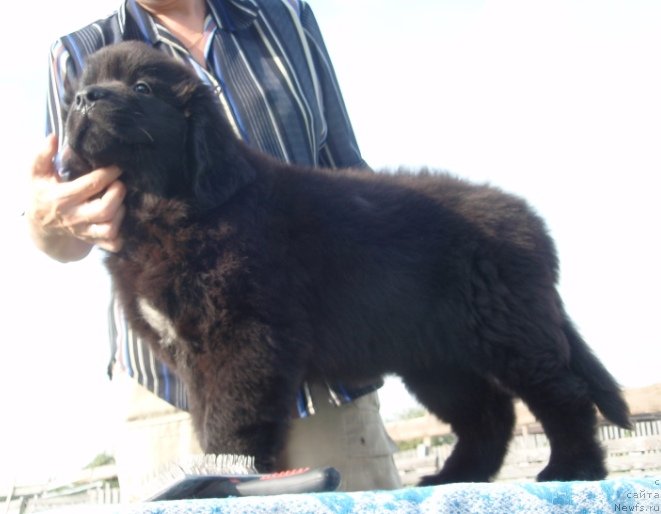 Фото: дочь, ньюфаундленд Веснушка на Счастье (Vesnushka na Shastie)