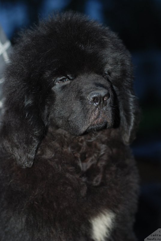 Фотография № 132613