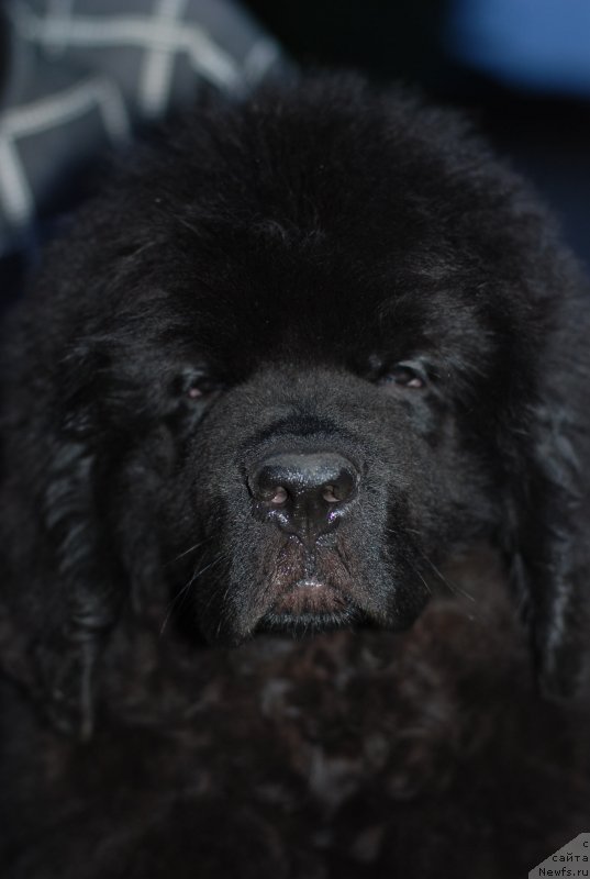 Фото: ньюфаундленд Mississippi-Missouri Such a Great Boy