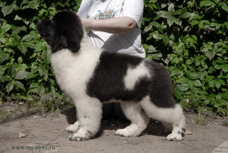 Фото: ньюфаундленд Kloofbears Life Goes on at Sent Djons