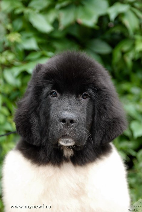 Фотография № 132627