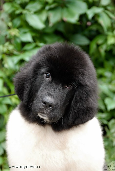 Фото: ньюфаундленд Kloofbears Life Goes on at Sent Djons