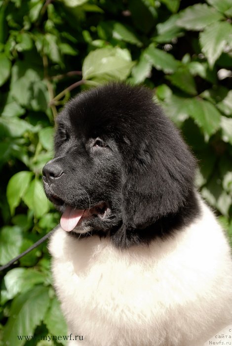 Фотография № 132629