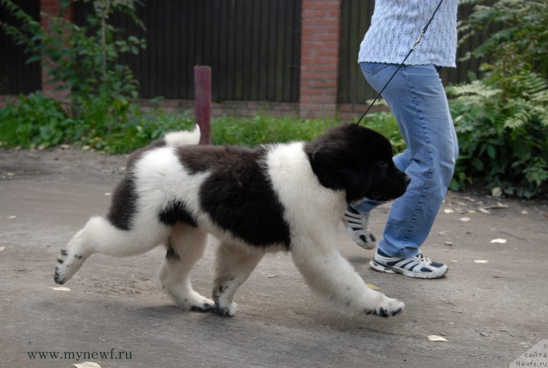 Фото: ньюфаундленд Kloofbears Life Goes on at Sent Djons