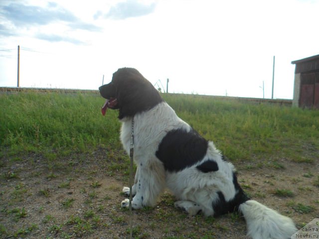 Фото: ньюфаундленд Саша Габриэль Торрес