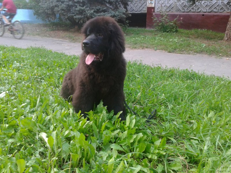 Фотография № 132636