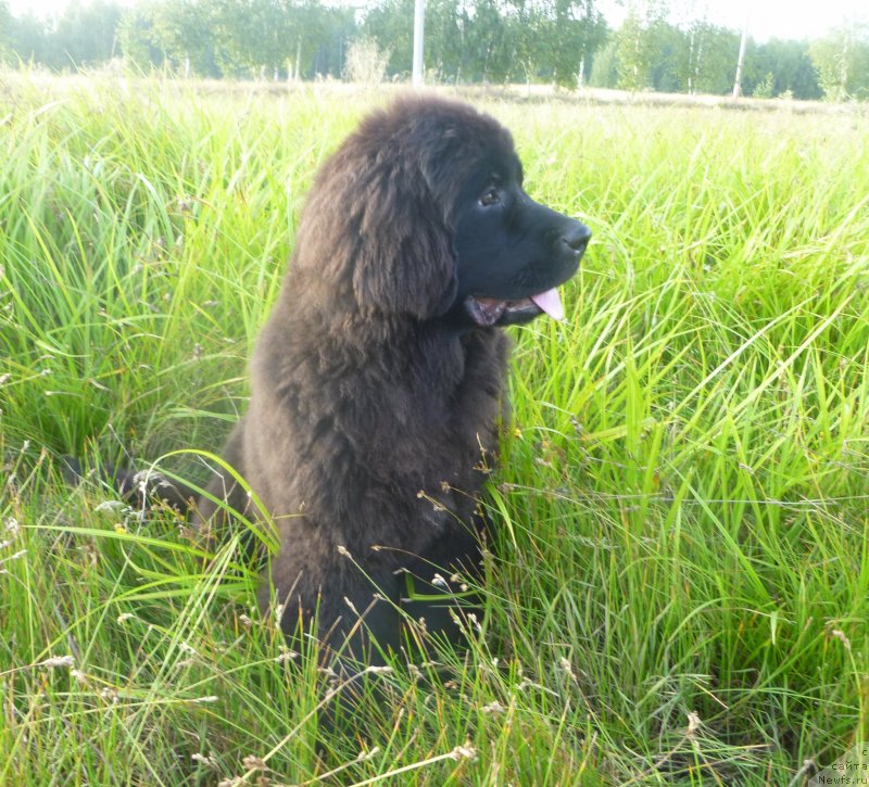 Фотография № 132638