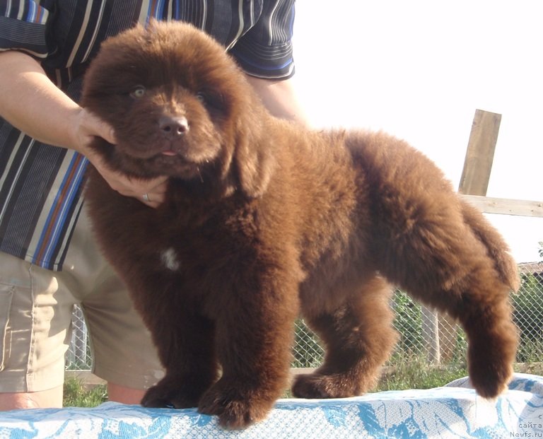 Фото: ньюфаундленд Кипер Соул Перфект Виктори