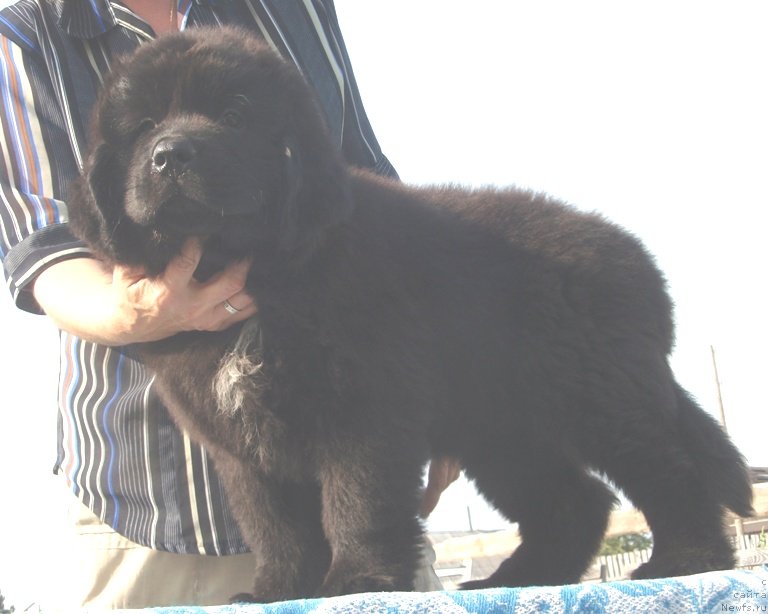 Фотография № 132645